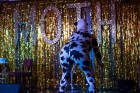 Hooray Cabaret Animal Farm - London Event Review
