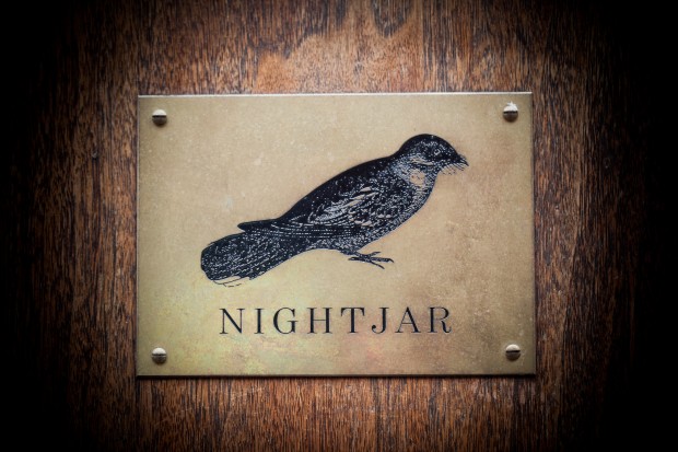 Nightjar photo