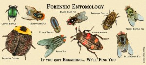 MAGGOTS AND MURDER - How Insects Aid Death Investigations