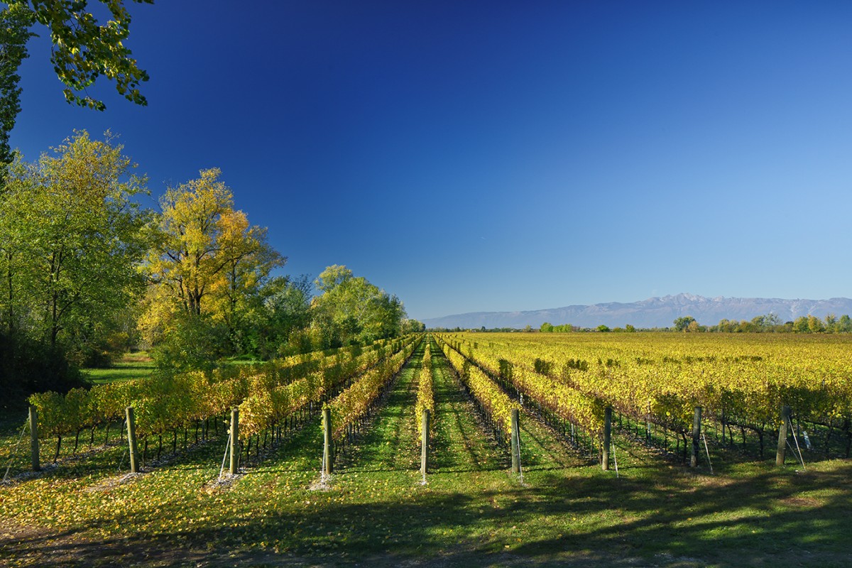 Wine Tasting & Cheese Victoria, London Classes Reviews DesignMyNight