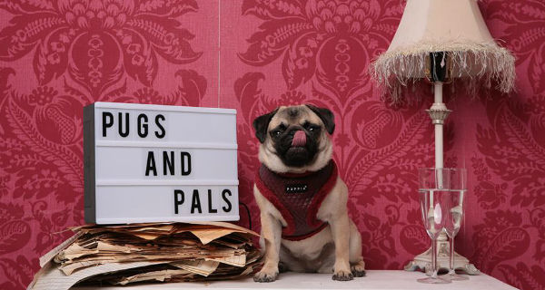 pugsandpals