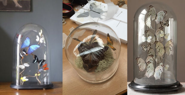 Insect Taxidermy: Butterfly Setting and Preservation Workshop