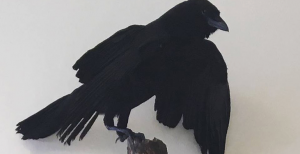Crow, Pheasant, Quail or Rooster taxidermy workshop