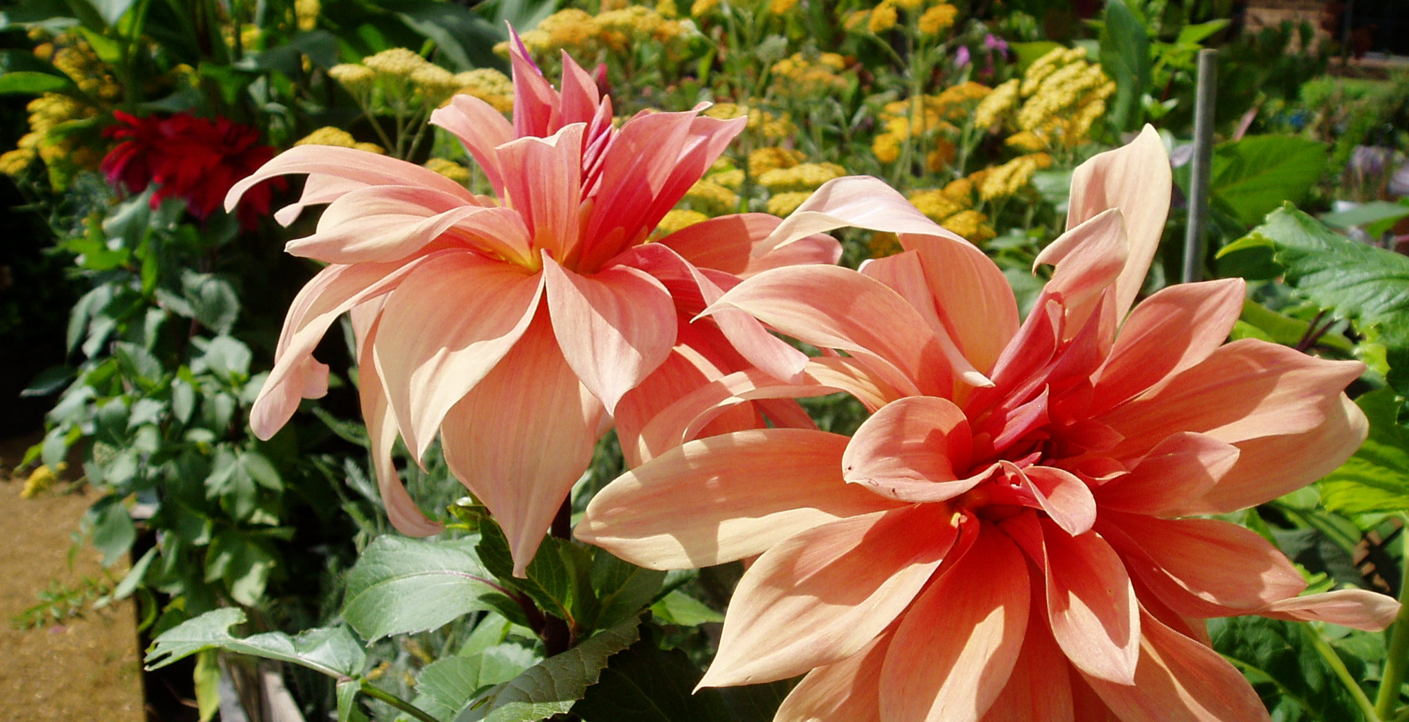 Dahlia Dream Vase London Classes Reviews DesignMyNight