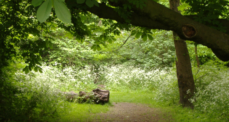 Woodland walks London Barnsbury Wood Islington