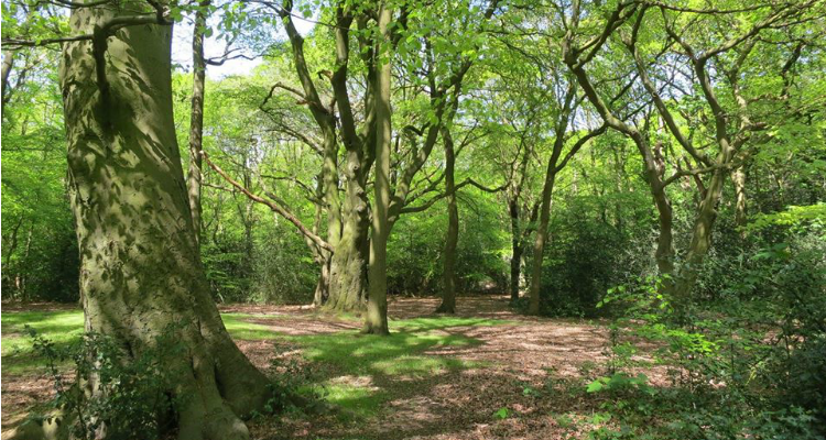 woodland walks London Oxleas wood