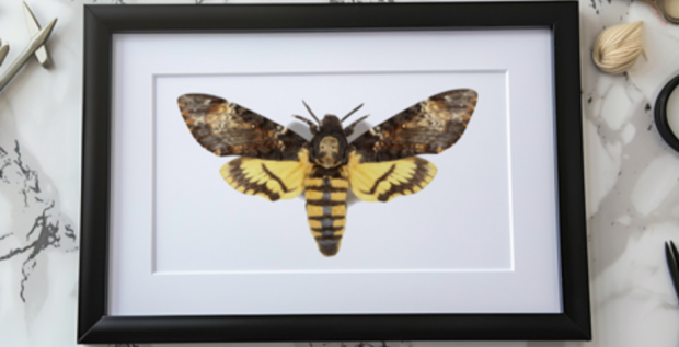 DEATH'S-HEAD HAWKMOTH Butterfly setting and preservation in the cemetery