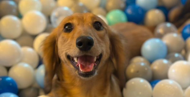 2 x Pooch Therapy tickets