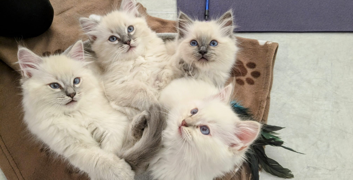 Kitty Therapy Experience for 2 - LONDON