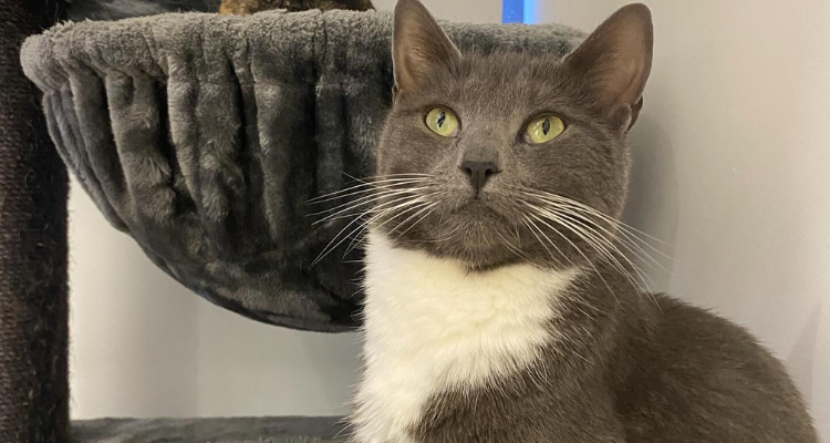 Close-up of a cat at A Slice of Purrfection Solihull.