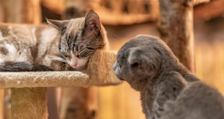 Two cats at Kitty Cafe Birmingham.