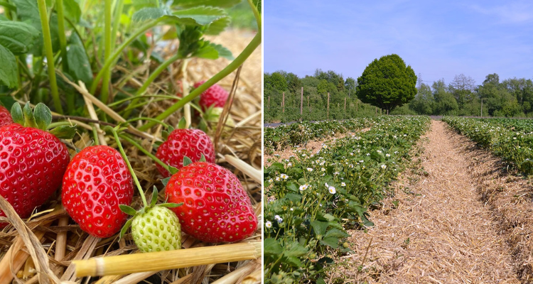 Crockfield Farm Strawberry picking in Surrey.