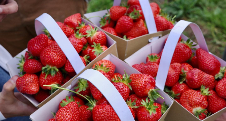 Strawberries from Garson's Farm in Surrey.