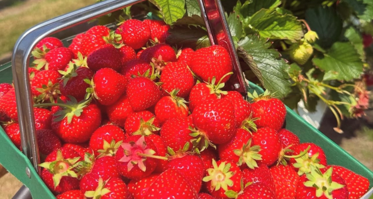 Strawberries at Hawskwick Lodge Fruit Farm.