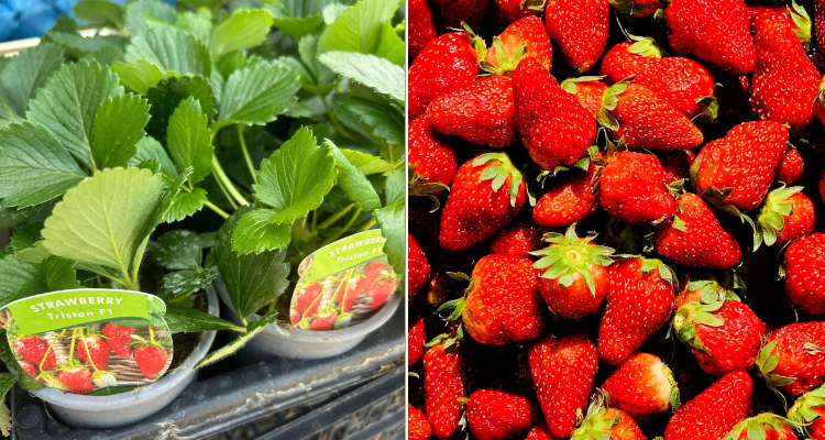 Strawberries at Hewitt's Farm. 