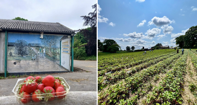 Maynards Farm in East Sussex fields and strawberries.