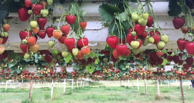 Parkside Farm in Enfield strawberry picking field.