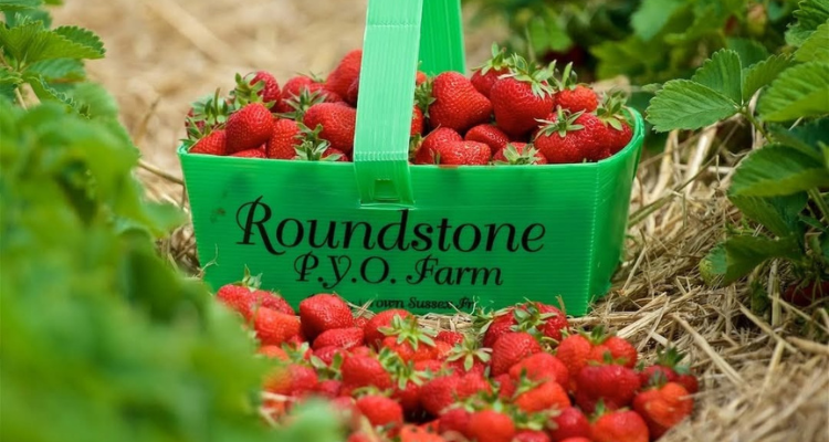 Green bucket of strawberries at Roundstone Farm in Kent.