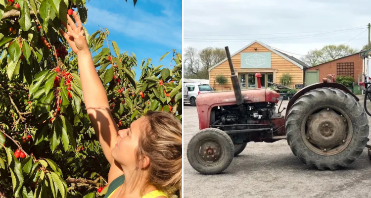 Girl picking fruit and tractor at Spring Gardens Nursery in West Sussex.