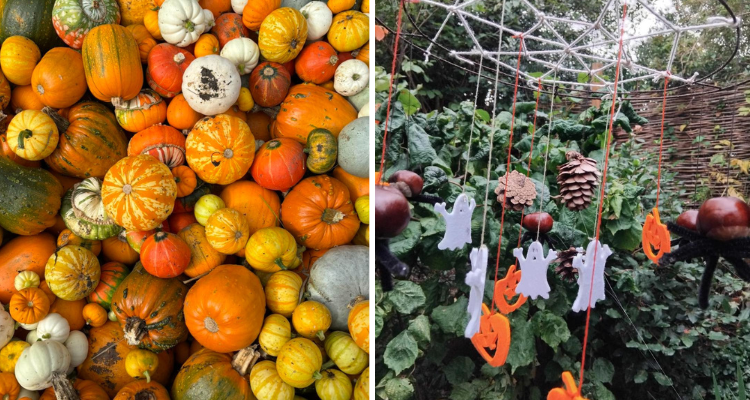 Pumpkins and decorations at Lathcoats Farm in Chelmsford.