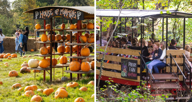 Priory Farm house of pumpkins train ride.