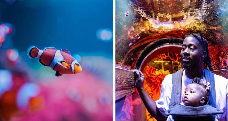 Collage of a fish and a person with a baby at Sea life Brighton.