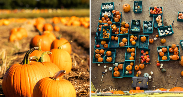 Secretts of Milford pumpkin picking in Surrey. 