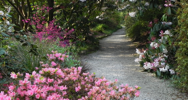 Tregwainton Gardens in Cornwall, National Trust.