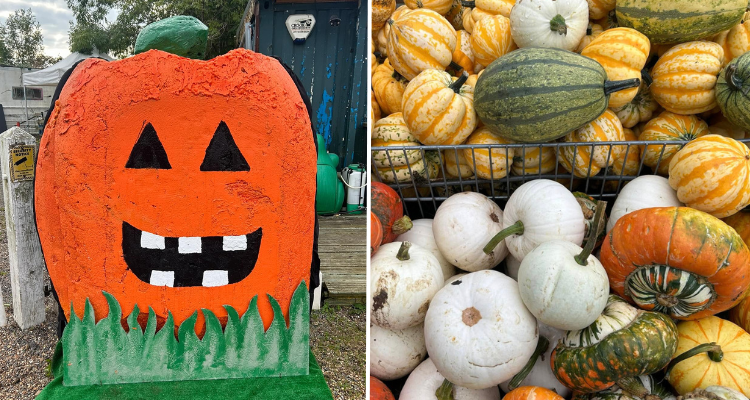 Spooky pumpkin and loads that have been picked from Hewitt's Farm.