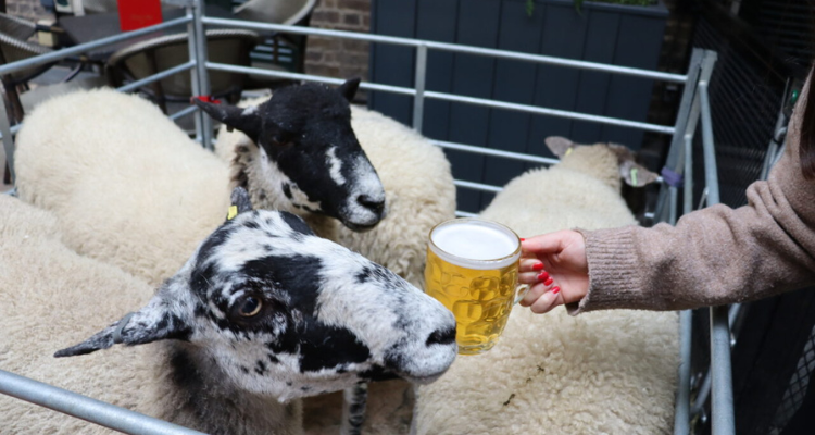 Chop House Tavern Sheep with beer.
