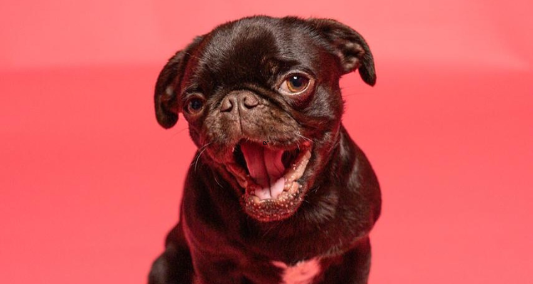 A very cute pug puppy on a pink background.