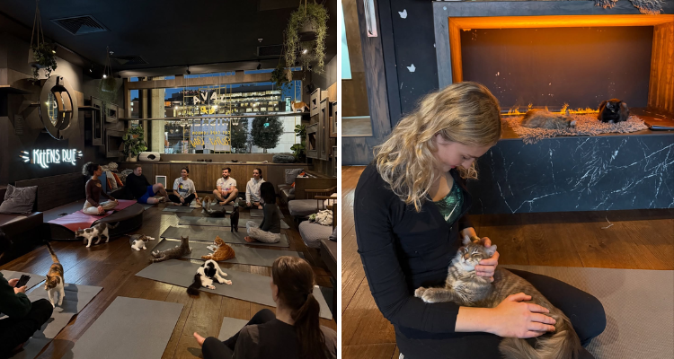 Cat yoga at Java Whiskers London.