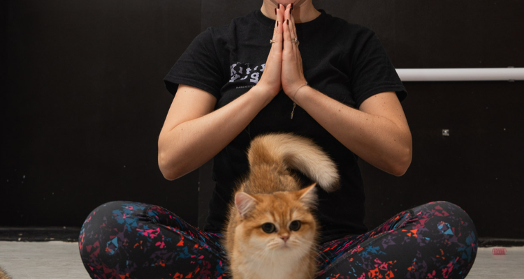 Cat at Kitty Yoga London.