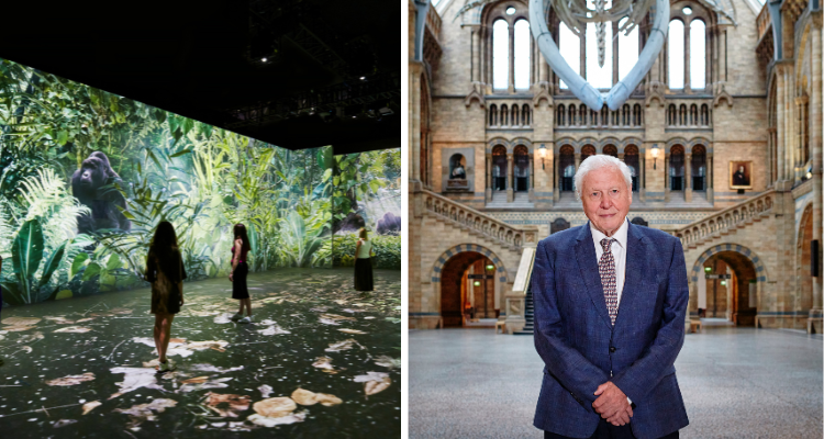 David Attenborough with the iconic whale skeleton behind him at the Natural History Museum (right) and people experiencing jungle projections in the experience (left).