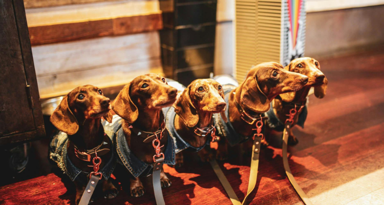 Dachshunds at Pup Up Cafe in Manchester.