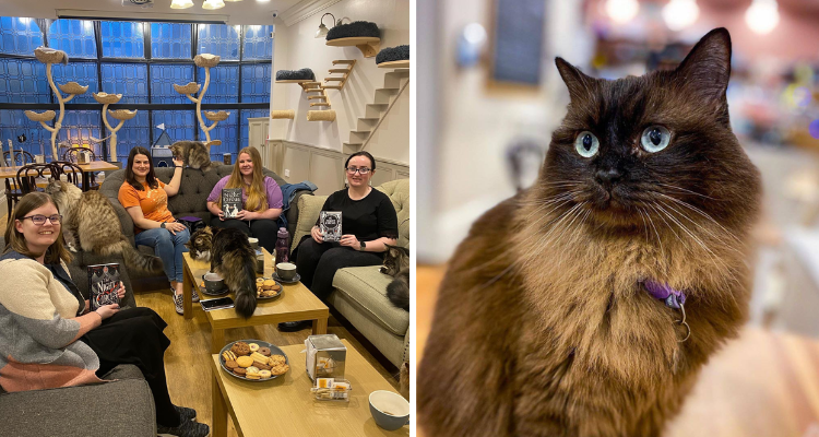 Events and cats at Cat Cafe Liverpool.
