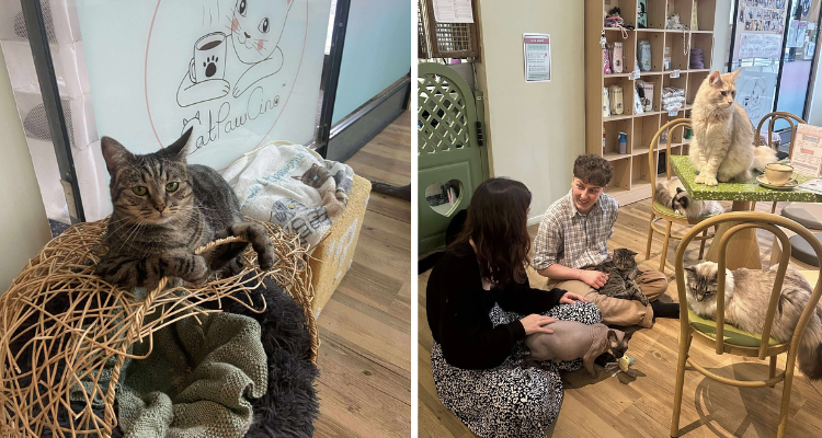 Collage of cats at Catpawcino Newcastle.