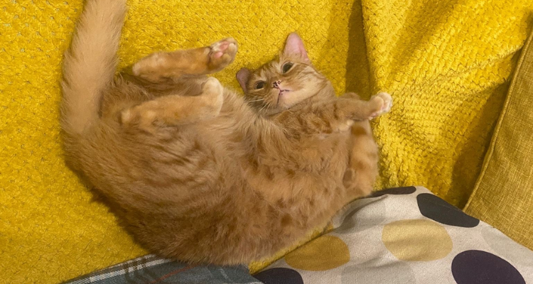 Cat at Pause Cat Cafe Bournemouth.