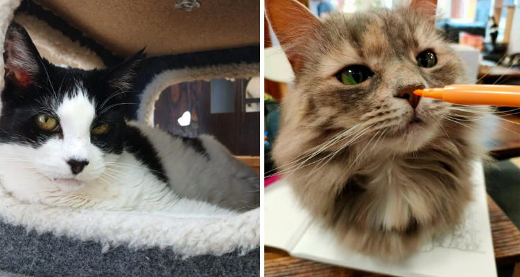 Cats at Paws Cafe Tonbridge.