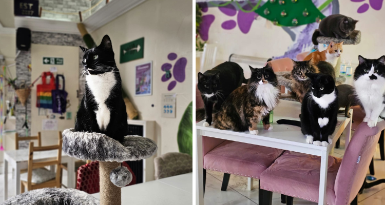 Cats at Purrple Cat Cafe Glasgow.