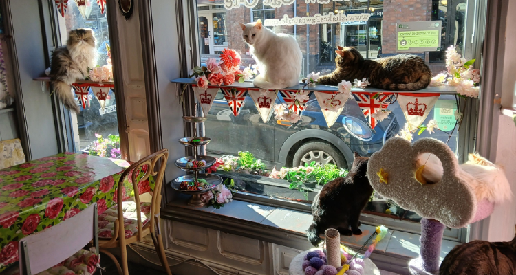 Inside Shakespaw Cat Cafe in Stratford-upon-Avon.