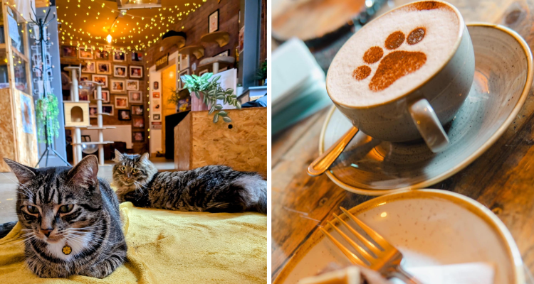 Cats and coffee at Tabby Teas Sheffield.