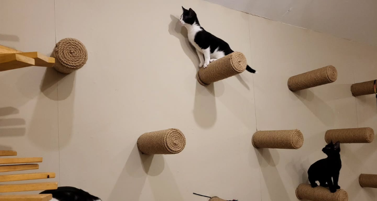 Cat's Whiskers York.