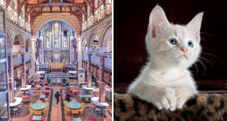 Mercato Mayfair cat yoga.