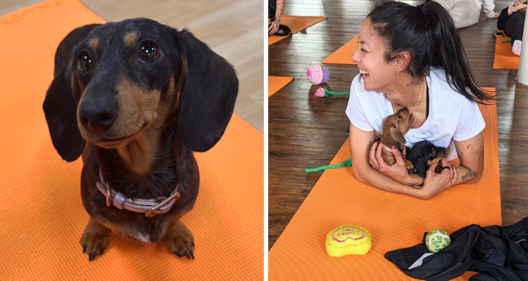Paw Yoga's puppy yoga in Manchester.