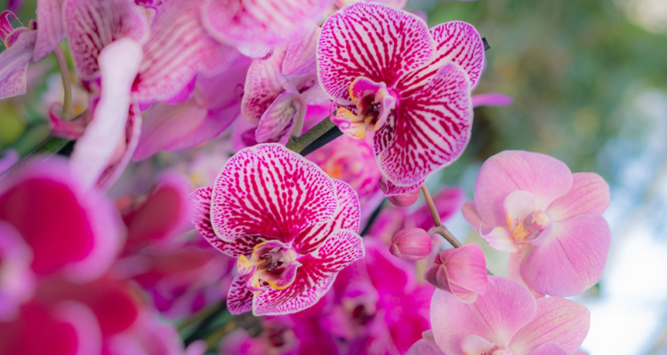 Orchids at Kew Gardens.