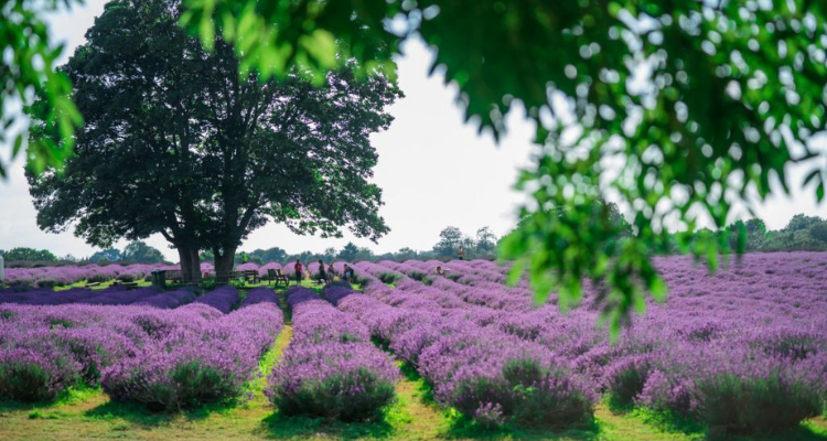 A scenic shot of Mayfield Lavender Farm featuring the purple blooms.