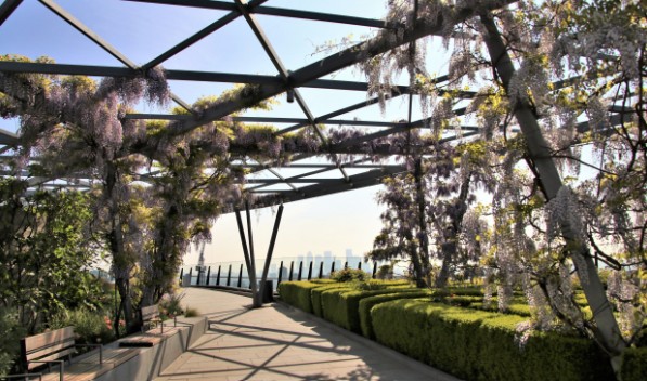 Wisteria at Garden at 120