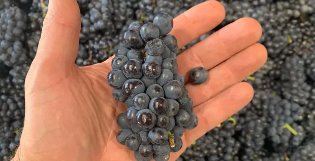 Summertime Reds - A Walk-Around Tasting