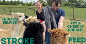 Meet, feed & stroke the London Alpacas herd & their babies